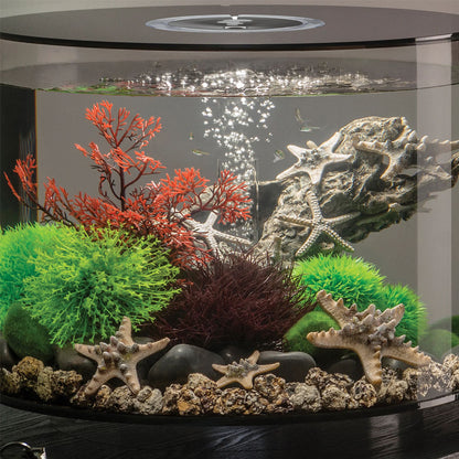 Crimson Sea Fan - Small