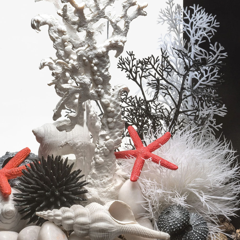 White Sea Fan - Medium