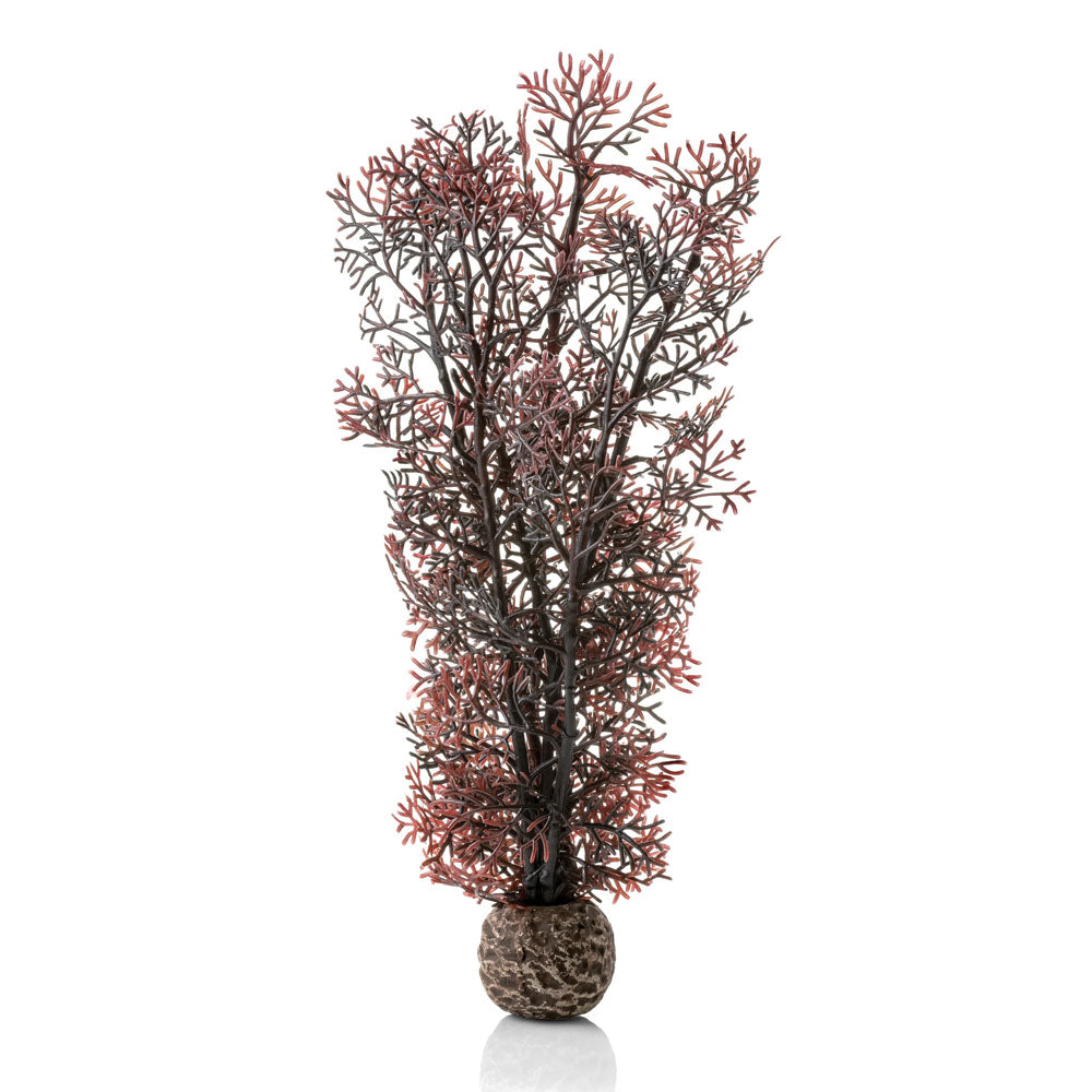 Crimson Sea Fan - Medium