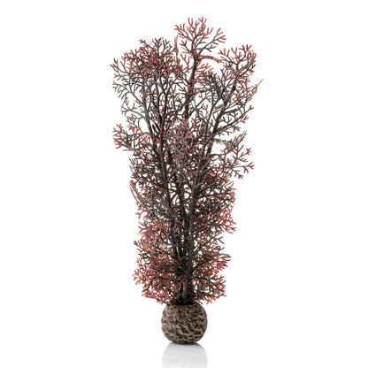 Crimson Sea Fan - Medium