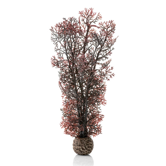 Crimson Sea Fan - Medium