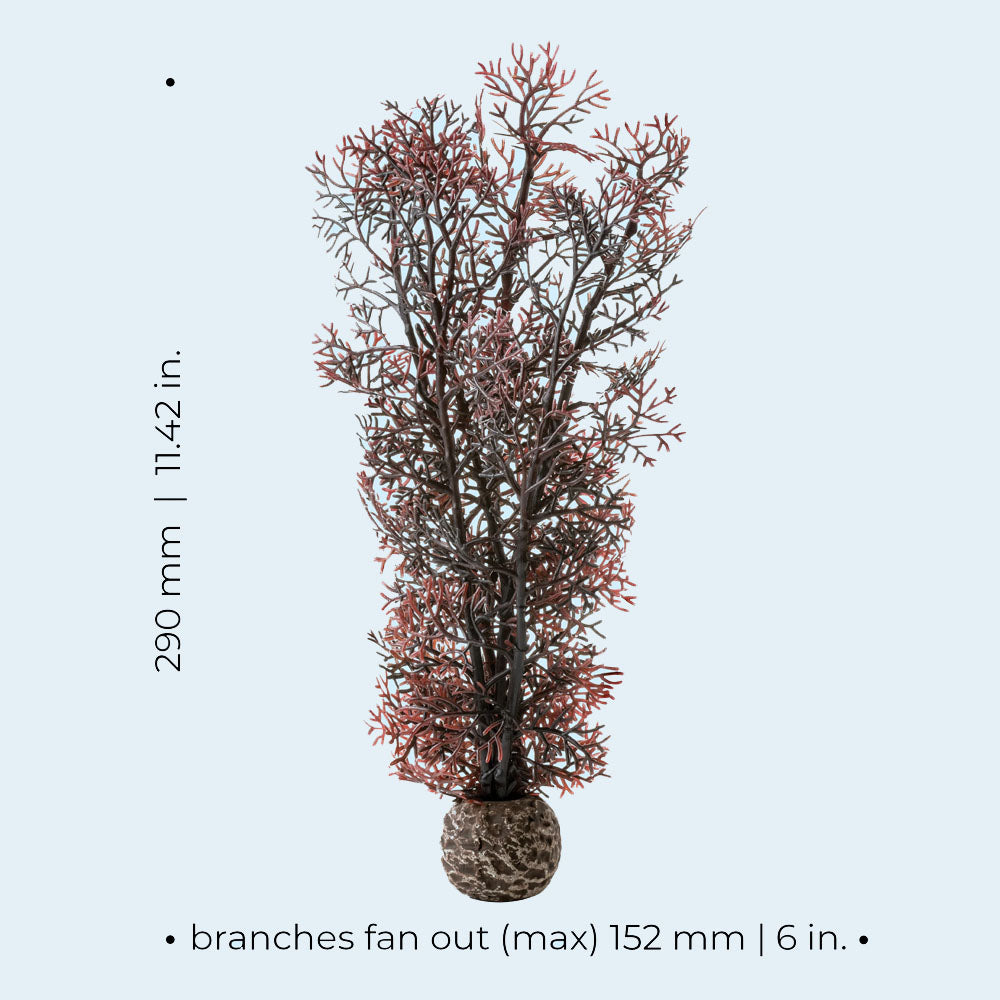 Crimson Sea Fan - Medium