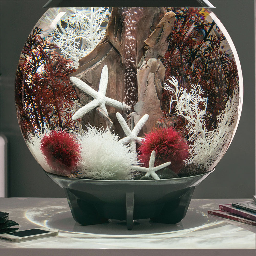 Crimson Sea Fan - Medium