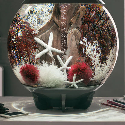 Crimson Sea Fan - Medium