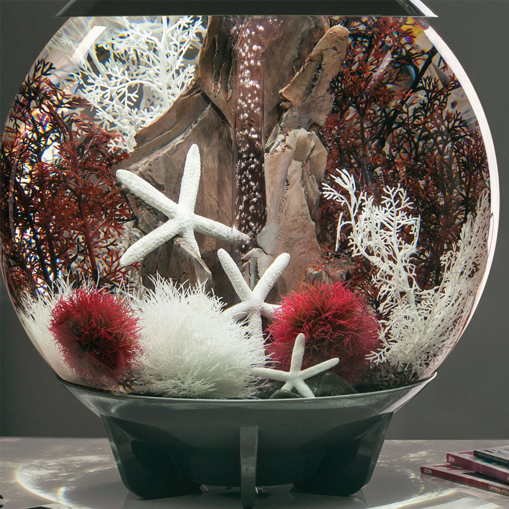 Crimson Sea Fan - Large