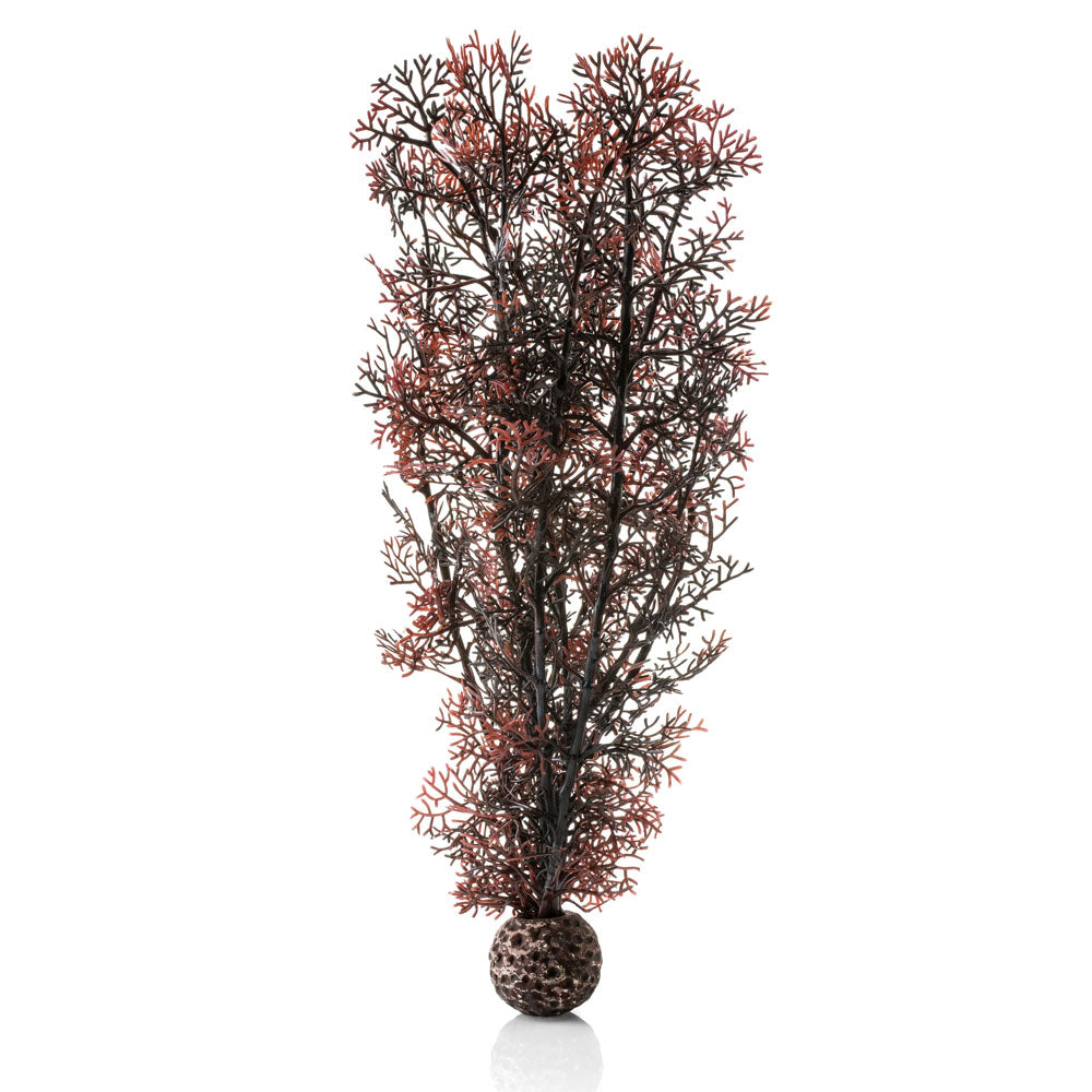 Crimson Sea Fan - Large