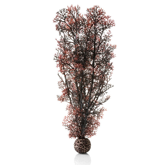 Crimson Sea Fan - Large