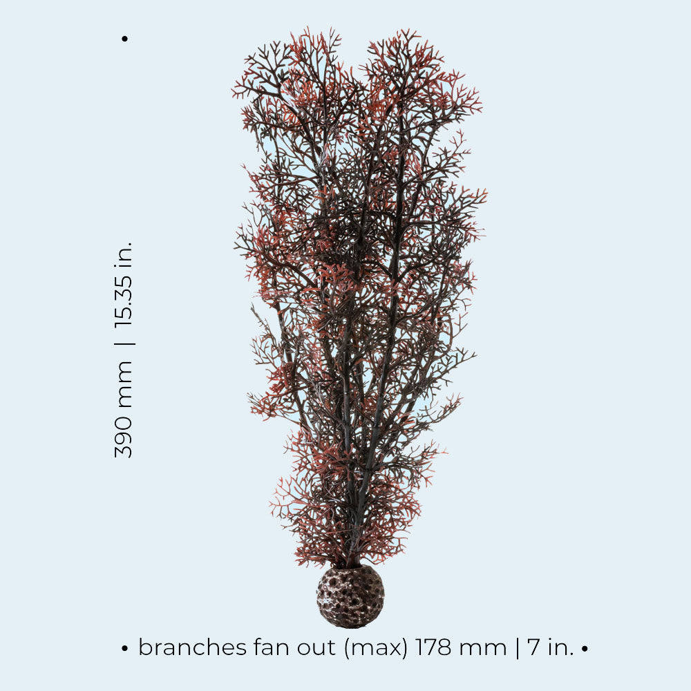 Crimson Sea Fan - Large