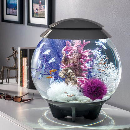 Purple Kelp - Medium