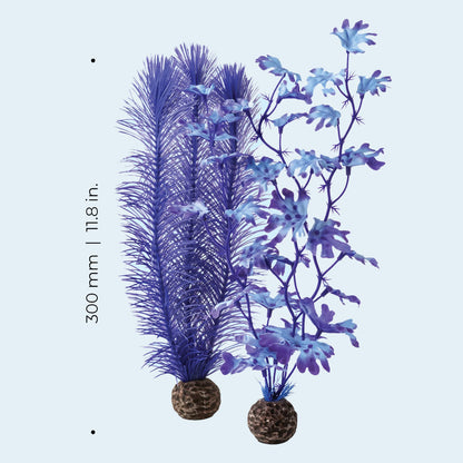 Purple Kelp - Medium