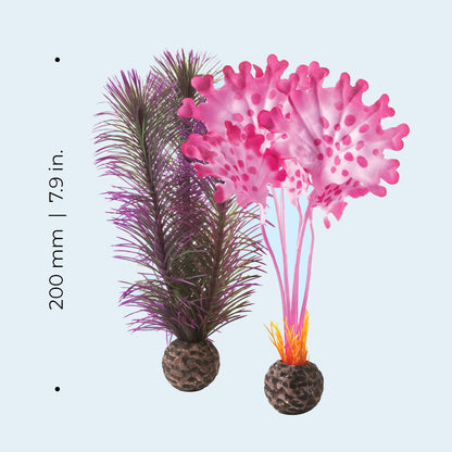 Pink Kelp - Small