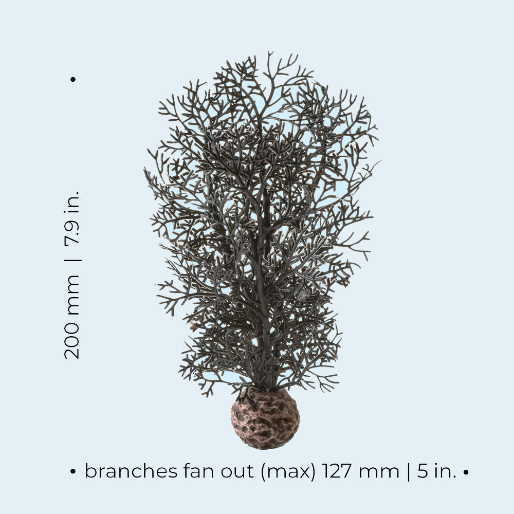 Black Sea Fan - Small