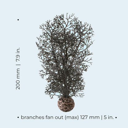 Black Sea Fan - Small