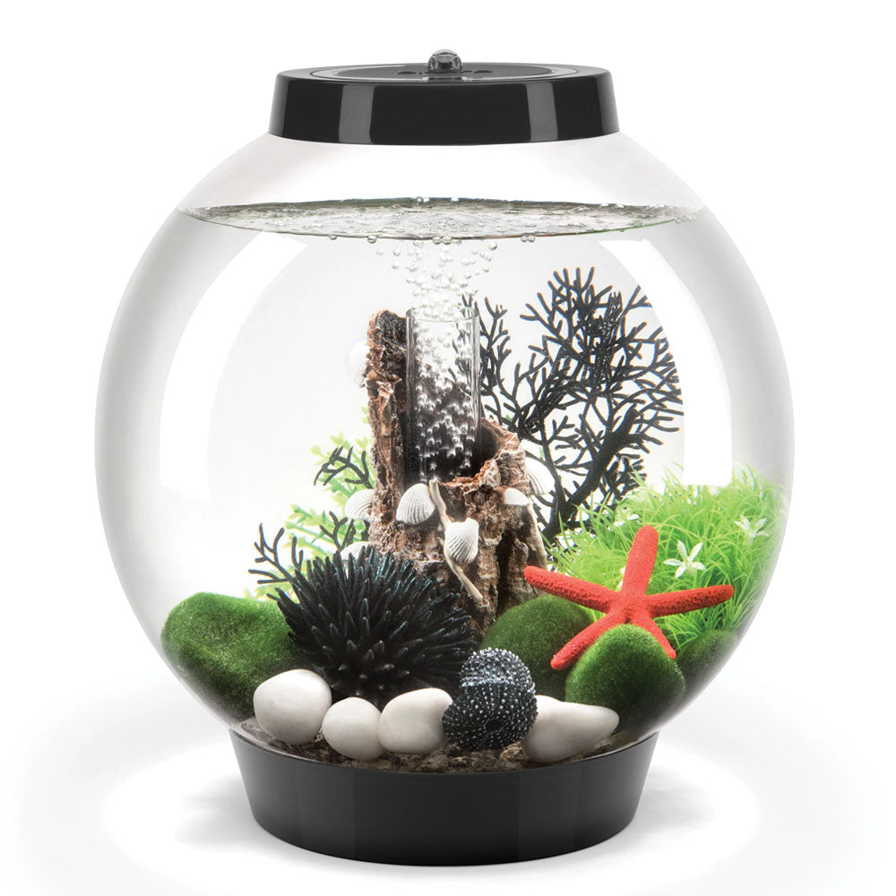 Black Sea Fan - Small