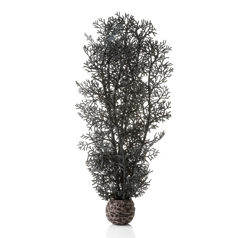 Black Sea Fan - Medium