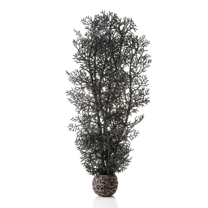 Black Sea Fan - Medium