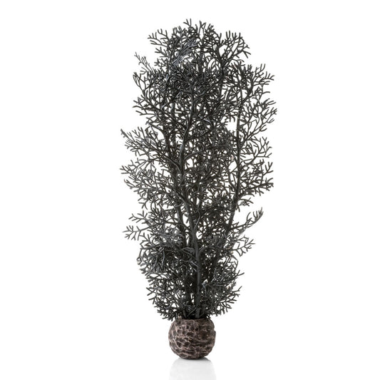 Black Sea Fan - Medium