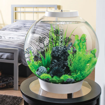 Black Sea Fan - Medium