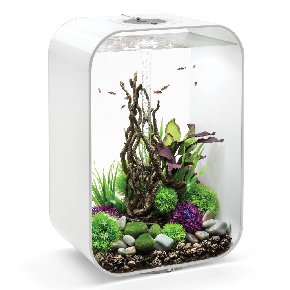 Green/Purple Silk Plants