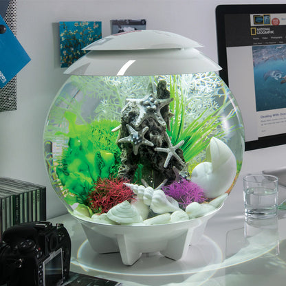 Samuel Baker Sea Stars On A Rock Sculpture