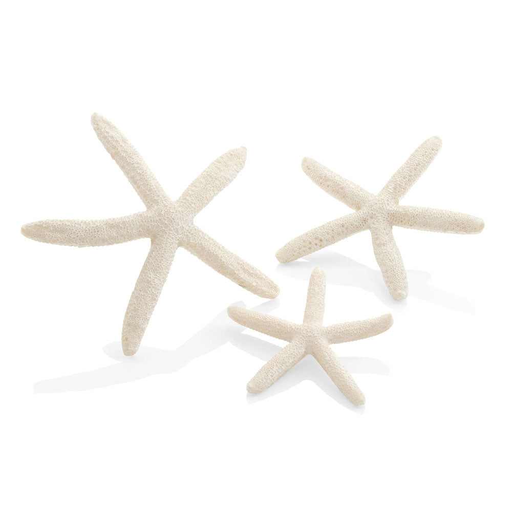 Star Fish - White