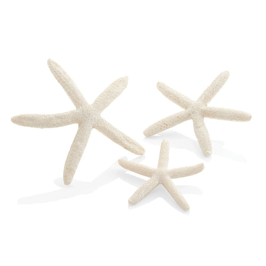 Star Fish - White