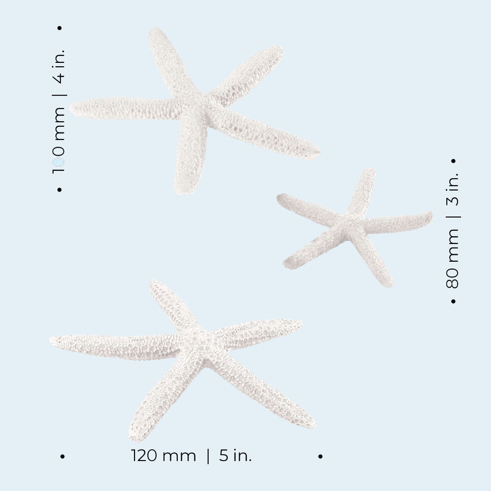 Star Fish - White