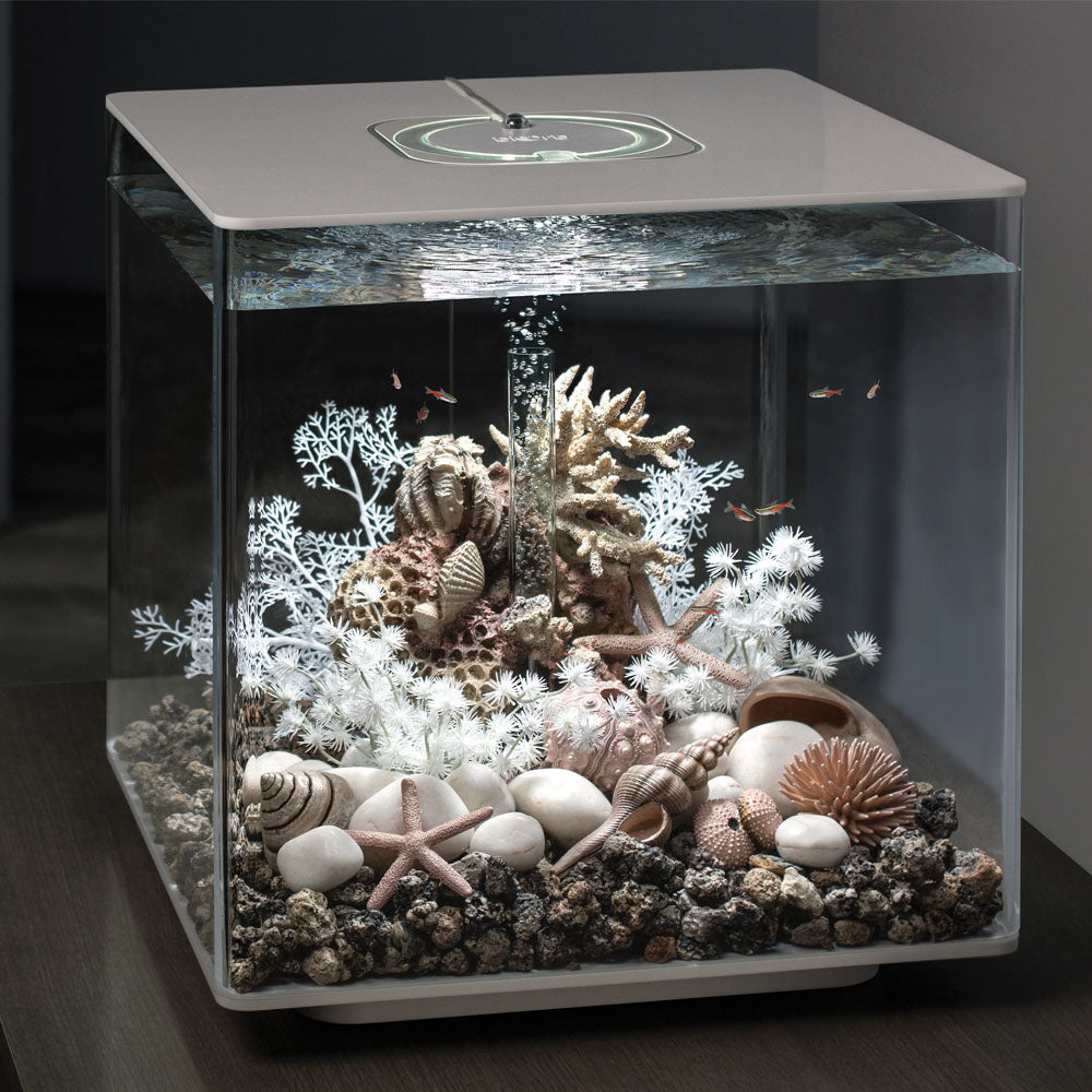 Sea Shells - Natural