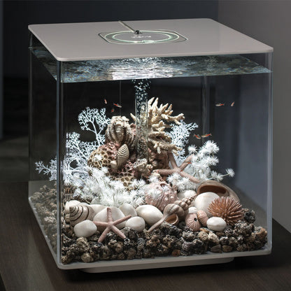 Sea Shells - Natural