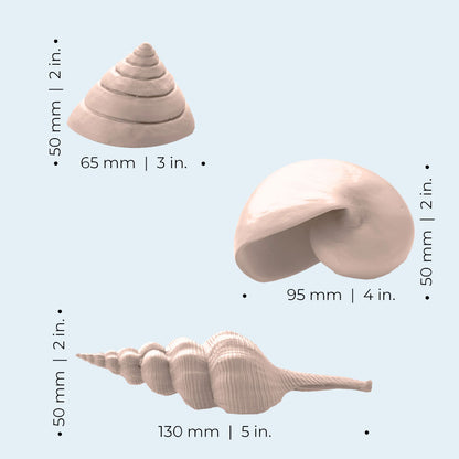 Sea Shells - Natural