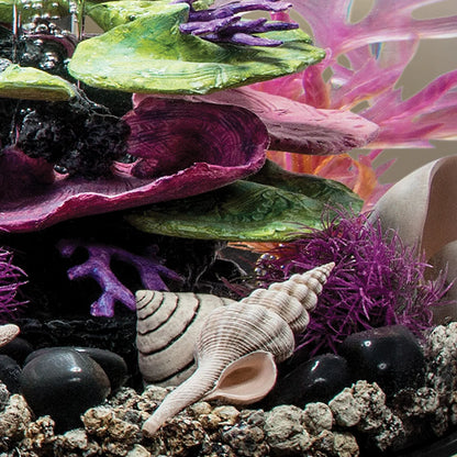 Sea Shells - Natural