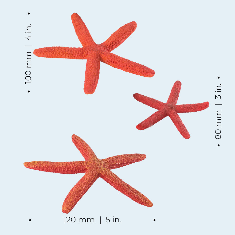 Star Fish - Red