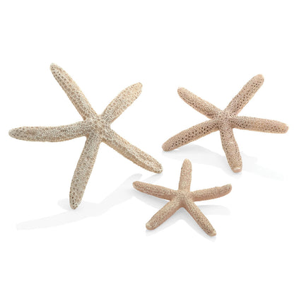 Star Fish - Natural