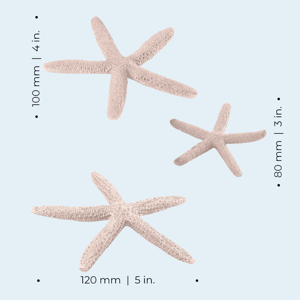 Star Fish - Natural