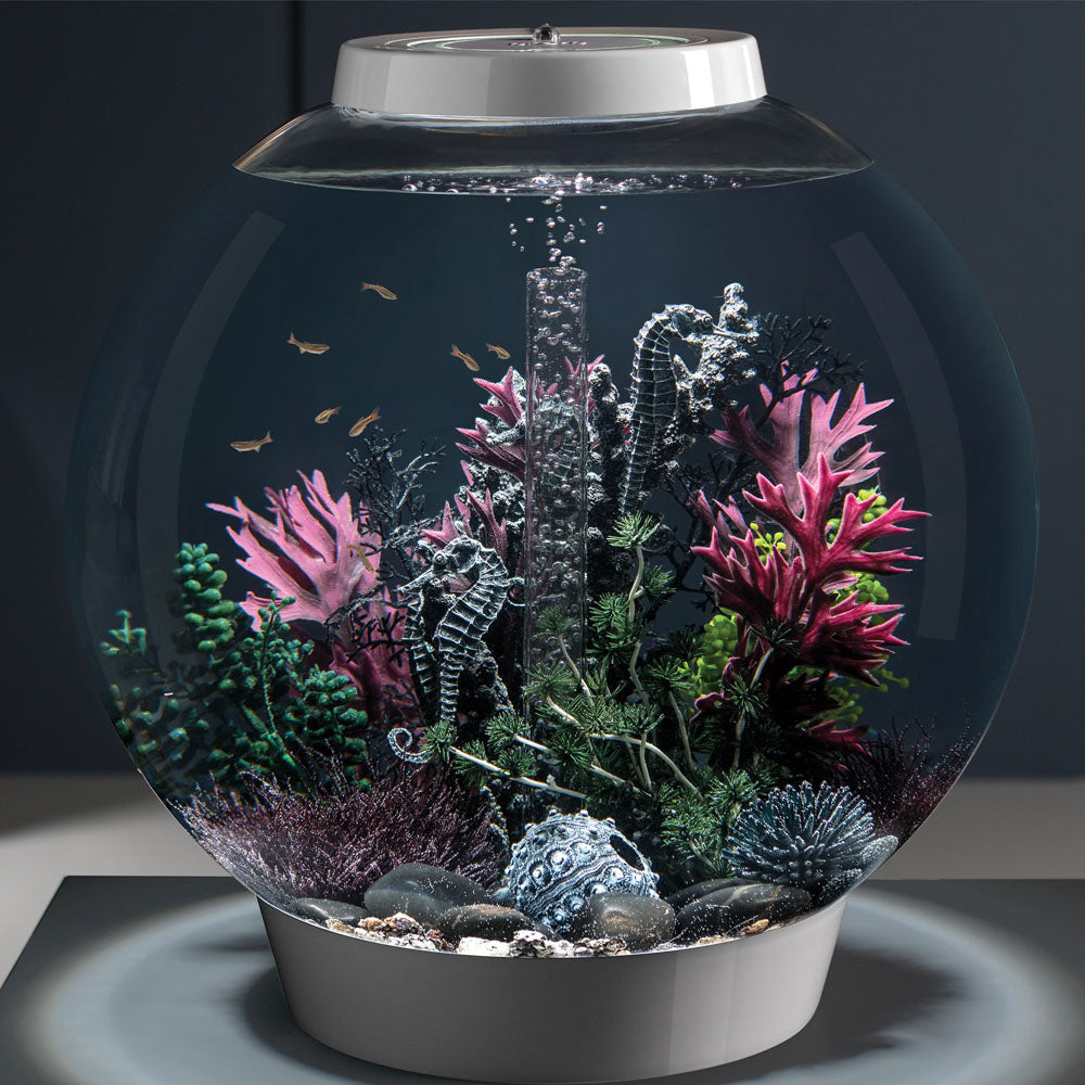 Sea Urchins Set - Black