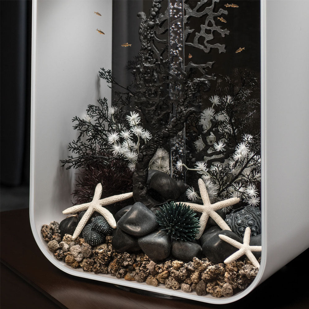 Sea Urchins Set - Black