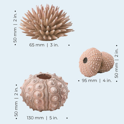 Sea Urchins Set - Natural