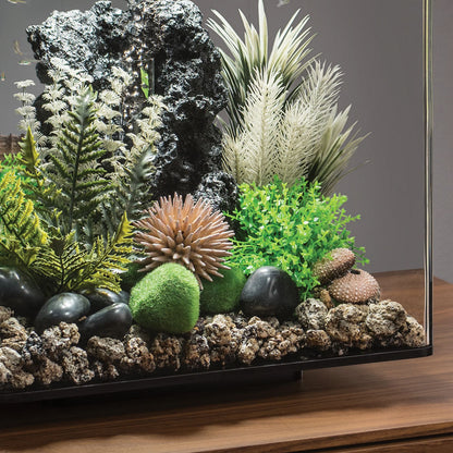 Sea Urchins Set - Natural