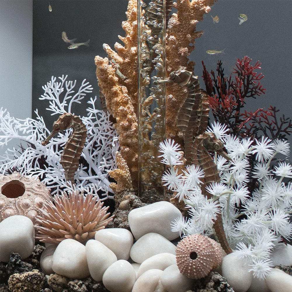 Sea Urchins Set - Natural