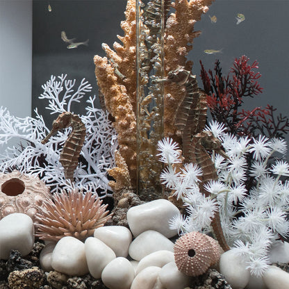 Sea Urchins Set - Natural