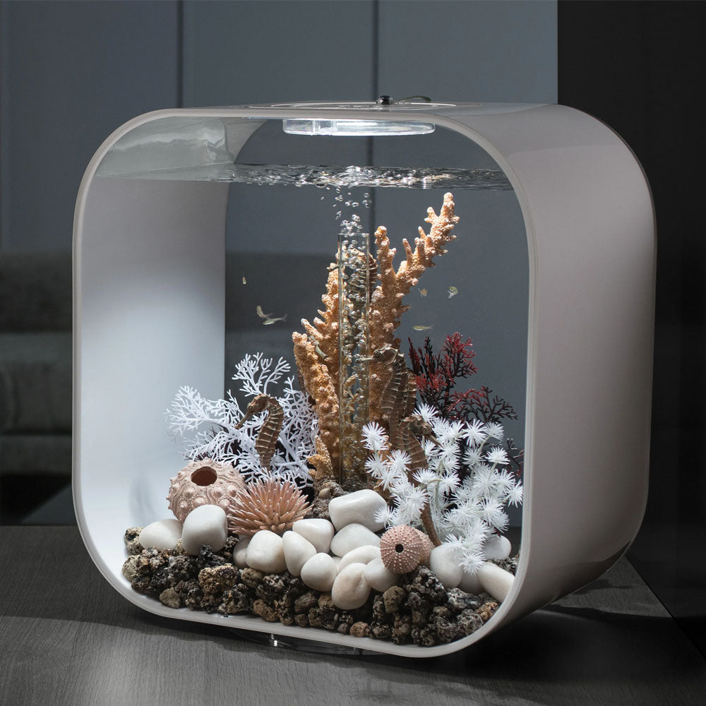 Seahorses On Coral Natural - Medium