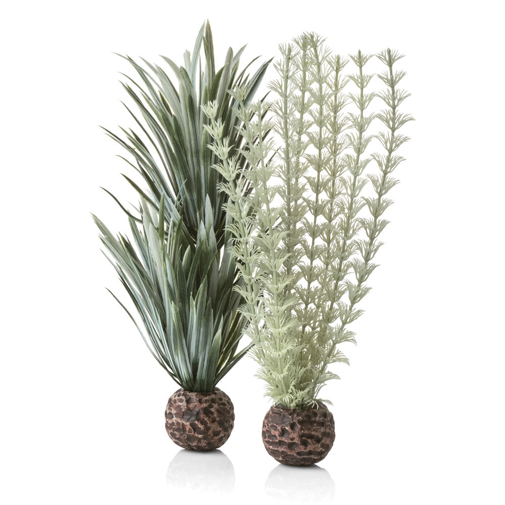 Ambulia Grey/Green - Small