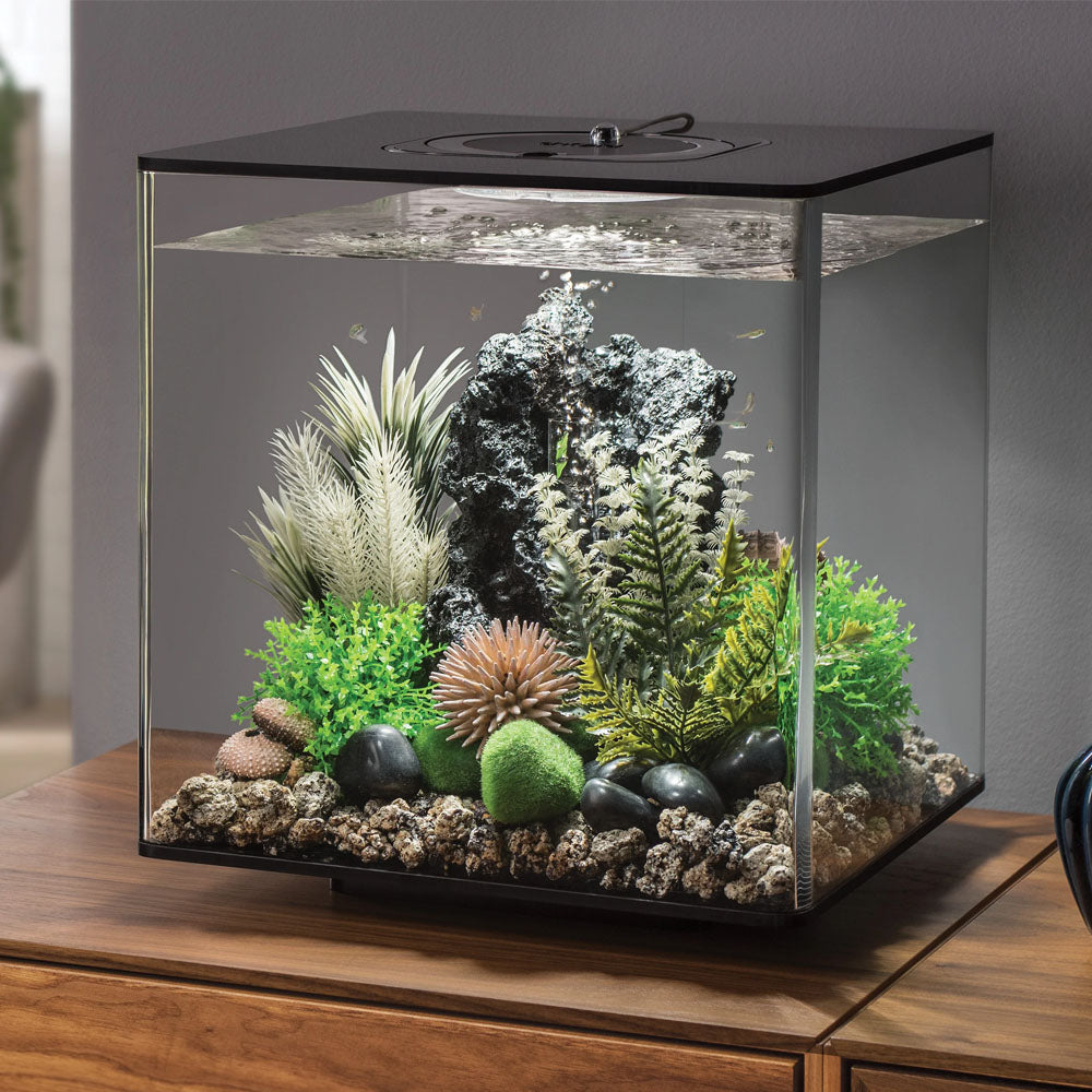 Ambulia Grey/Green - Small