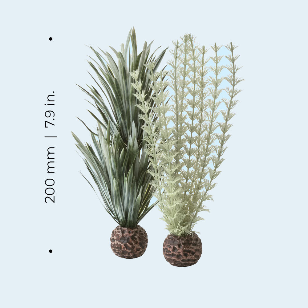 Ambulia Grey/Green - Small