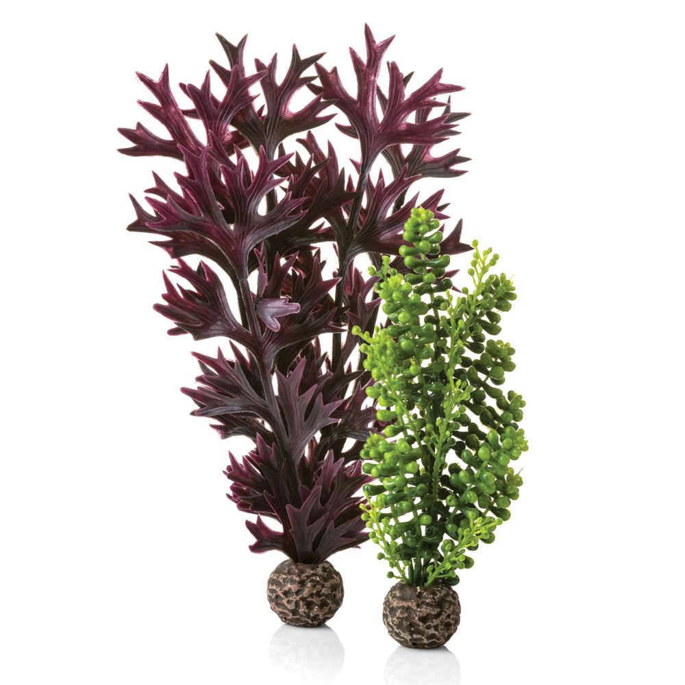 Seapearls & Kelp Olive Green