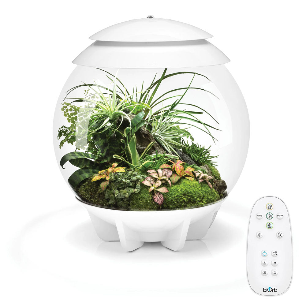Air 30 Terrarium - White