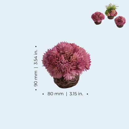 Coral Ball Set - Purple