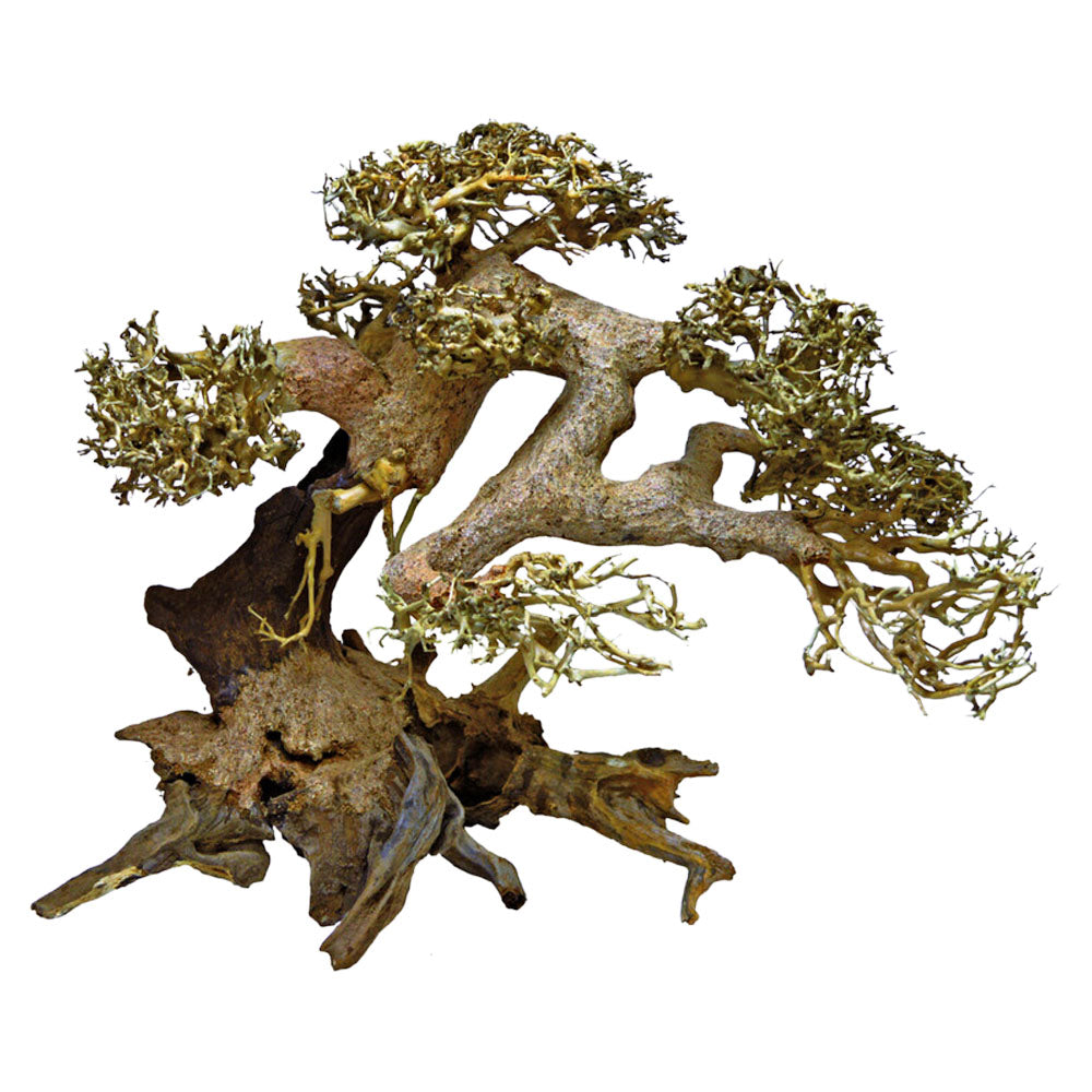 Bonsai Driftwood Tree