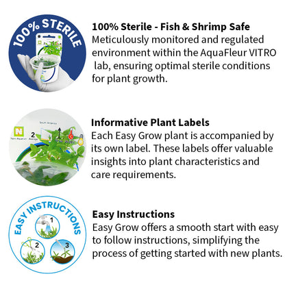 Easy Grow Ludwigia Inclinata Cuba