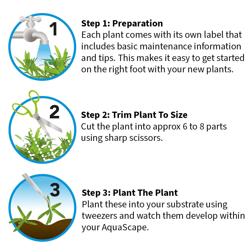 Easy Grow Ludwigia Inclinata Cuba